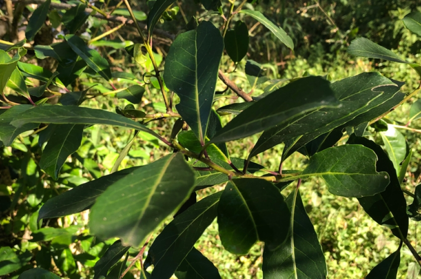 Erva-mate sombreada será reconhecida como Patrimônio Agrícola Mundial