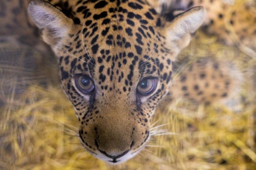 Após dois anos de reabilitação, onça-pintada resgatada em MT volta à natureza