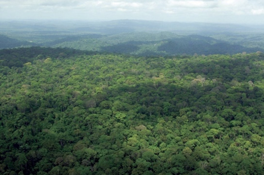 BNDES firma parceria para concessões florestais no Pará em evento com Lula