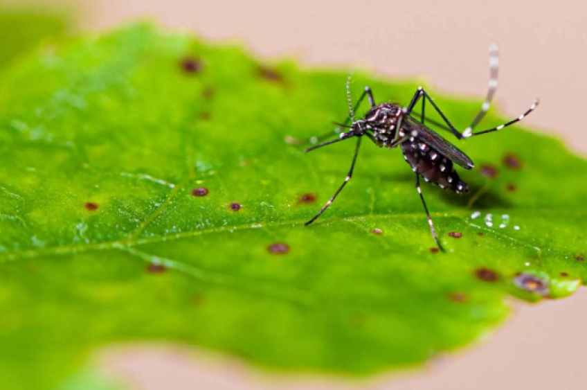 Dengue em 2025: Brasil registra 21 mortes, com dois terços concentrados em São Paulo