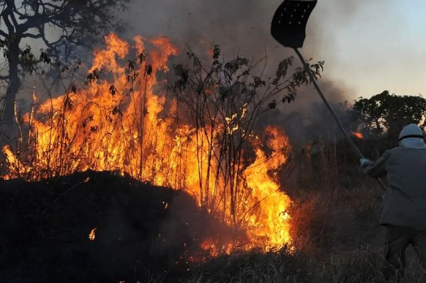 Queimadas Diminuem em Até 68% Armazenamento de Carbono em Florestas Amazônicas e do Cerrado