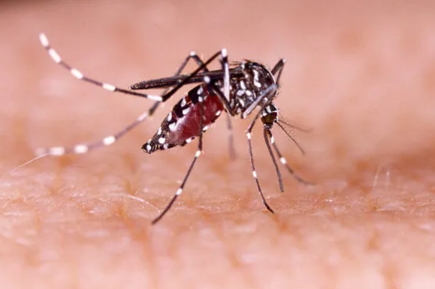 Casos de dengue disparam em São Paulo: Infecções sobem de 82 mil para 99 mil e mortes dobram em apenas uma semana