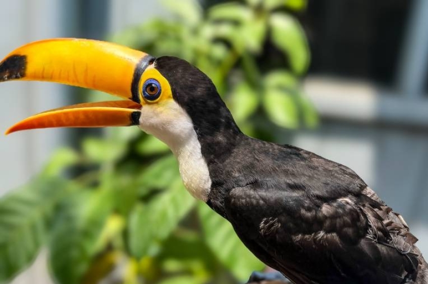 Mangal das Garças convida público para dar sugestões de nome para Tucano