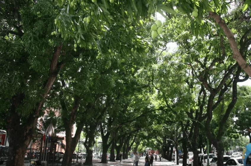 Prefeitura intensifica poda de árvores em Belém para evitar riscos de quedas