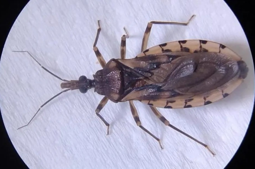 Sespa confirma 13 casos de doença e de chagas em 2025