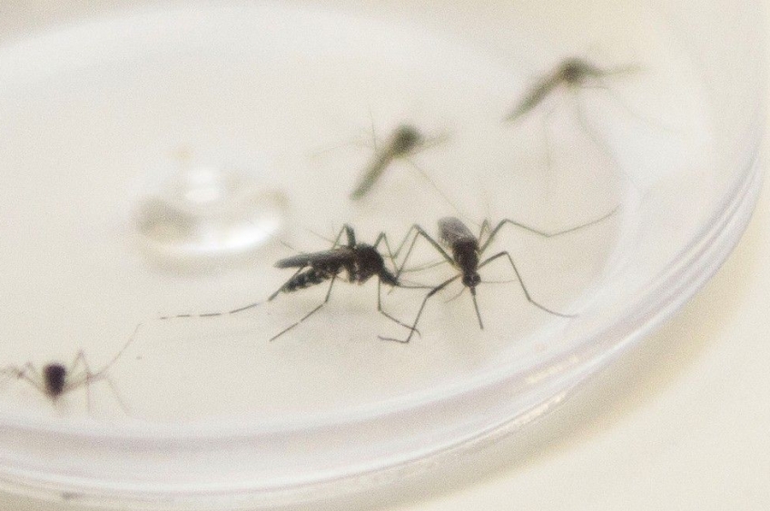 Retorno do sorotipo 3 da dengue aumenta alerta no Brasil